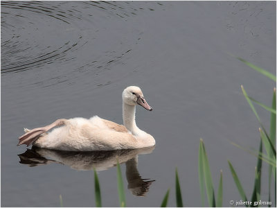 knobbelzwaan (Cygnus olor); juvenile
</div
