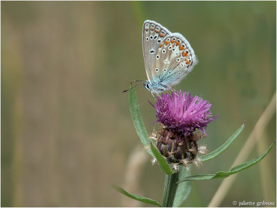 
icarusblauwtje (Polyommatus icarus)
</div