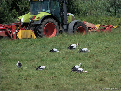 Ooievaars (Ciconia ciconia)
</div