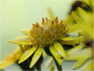 
Jakobskruiskruid (Jacobaea vulgaris)
