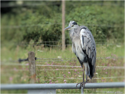 
blauwe reiger (Ardea cinerea)
