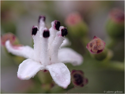
 Vlierbloesem (Sambucus nigra)

