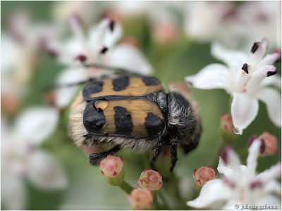 penseelkever (Trichius fasciatus)op Vlierbloesem (Sambucus nigra)
