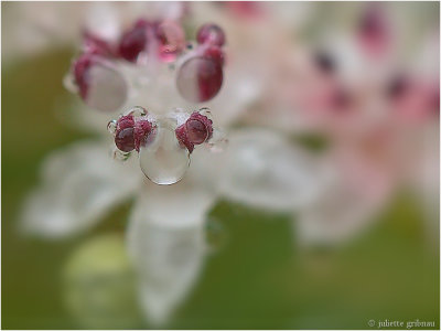 
Vlierbloesem. (Sambucus nigra)
