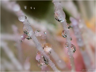 
Koninginnenkruid  (Eupatorium cannabinum)
