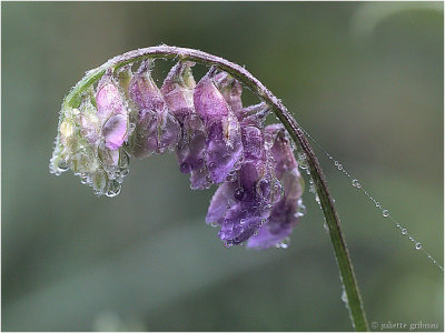 
vogelwikke (Vicia cracca)
