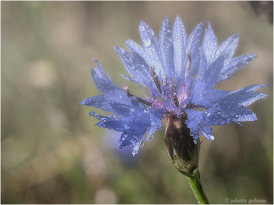 
korenbloem (Centaurea cyanus
