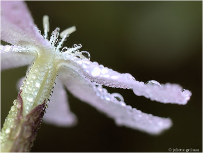 
zeepkruid (Saponaria officinalis)
