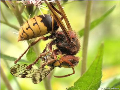 
Hoornaar (Vespa crabro) eating schorpioenvlieg (Panorpa communis)
