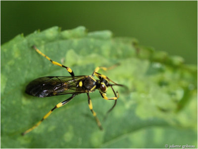 
bladwesp (sawfly) soort onbekend ;
 unknown determination
