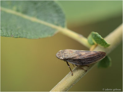 
schuimcicade (Philaenus spumarius)
