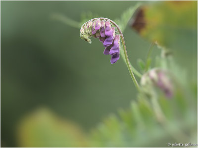 
vogelwikke (Vicia cracca)
