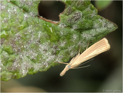 
schietmot of kokerjuffer (Trichoptera sp.) 
