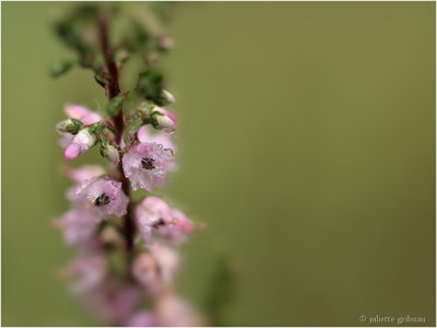 
 struikhei (Calluna vulgaris) 
