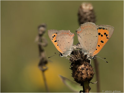 
kleine vuurvlinder (Lycaena phlaeas);paring/mating
