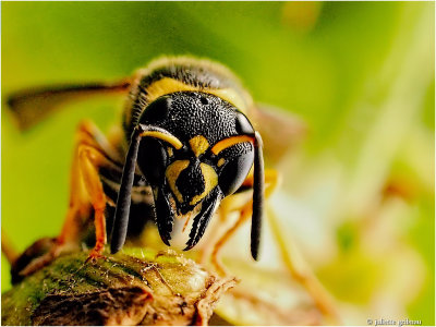 
Plooivleugelwesp onbekend - (Vespidae indet)
