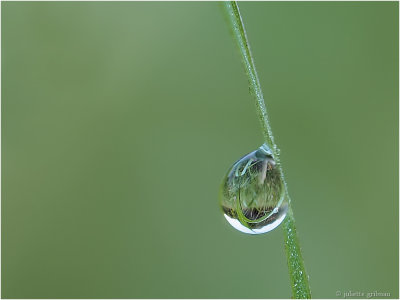 
druppeltje in het gras; waterdrop in the grass

