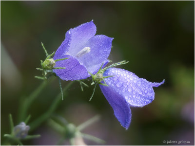 
campanula
