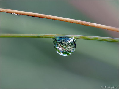 
druppeltje; little waterdrop
