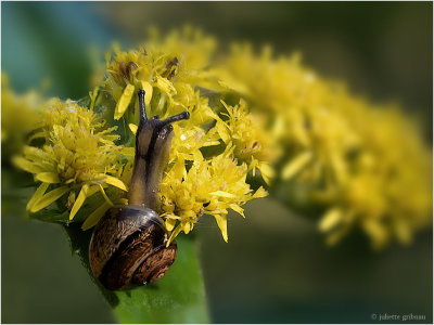 slakken_slugs