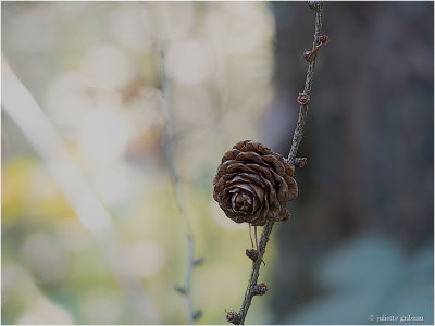 P9270154 -1.jpg