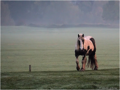 a foggy morning along the river Yssel