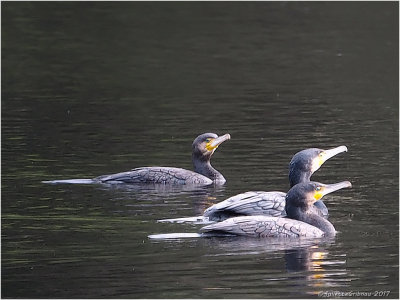 aalscholver (Phalacrocorax carbo