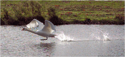knobbelzwaan (Cygnus olor)