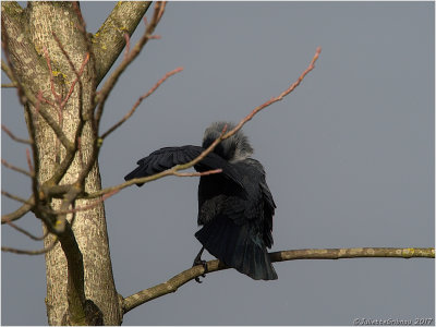 
Kauw (Corvus monedula)
