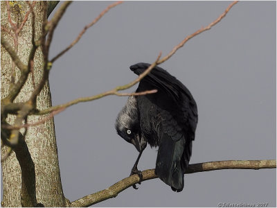 
Kauw (Corvus monedula)
