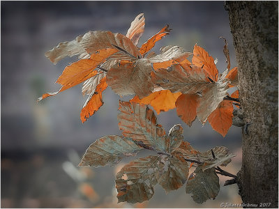 herfstsfeer; autumnmood