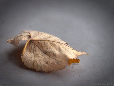 een blad op mijn balkonnetje; one leaf on my balcony