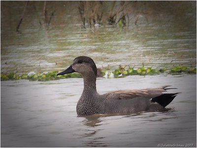 krakeend (Mareca strepera)
Park Lingezegen (Gld)