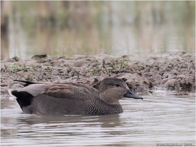 krakeend (Mareca strepera)
Park Lingezegen (Gld)