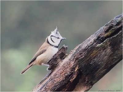 Kuifmeesjes; Crested Tit, (Lophophanus cristatus)