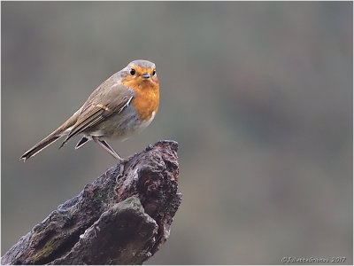 
roodborstje (Erithacus rubecula) 
