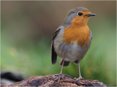 
roodborstje (Erithacus rubecula) 
