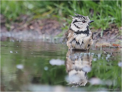 Kuifmeesjes; Crested Tit, (Lophophanus cristatus)