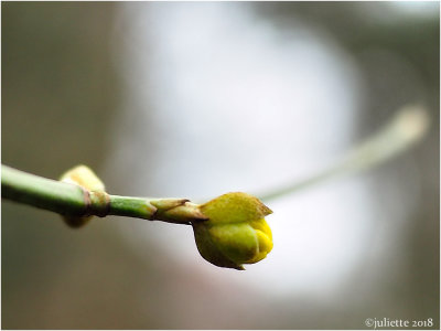 
gele kornoelje (Cornus mas)
