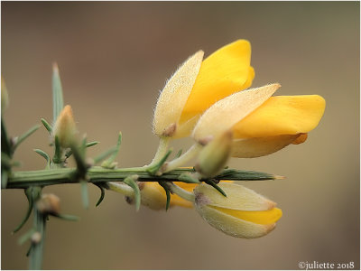 
gaspeldoorn (Ulex europaeus)
