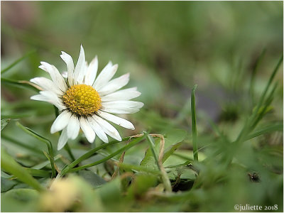 
madeliefje (Bellis perennis)
