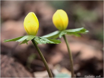 
winterakoniet (Eranthis hyemalis) 
