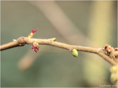 
vrouwelijke bloeiwijze hazelaar (Corylus avellana, female flower)
