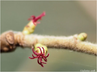 
vrouwelijke bloeiwijze hazelaar (Corylus avellana, female flower)
