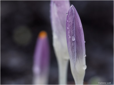 
crocus
