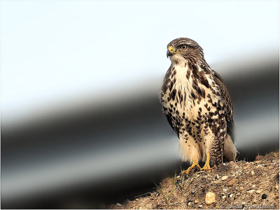 
Buizerd (Buteo buteo)
</div