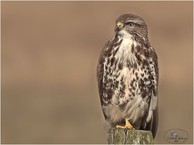 
buizerd (Buteo buteo)
