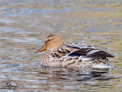 
wilde eend (Anas platyrhynchos) ;female
