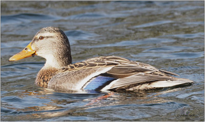 
wilde eend (Anas platyrhynchos) ;female
