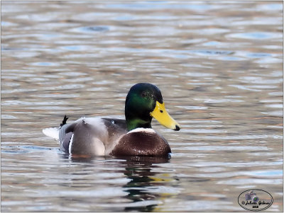 wilde eend (Anas platyrhynchos) ;male